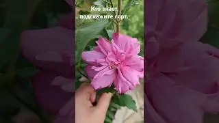 гибискус "Freedom" (Фридом) #shortvideo #flowers #plants #garden #цветы #лето #люблюцветы #сад