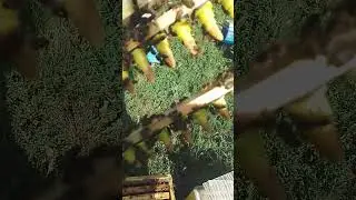 Приём на восковые мисочки