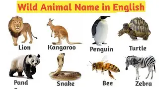 20 Wild Animal Name | Animal with Picture | English | Part 1