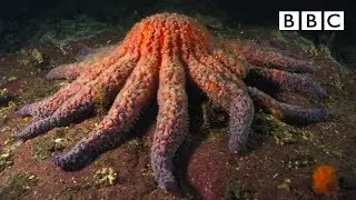 Zombie Starfish | Natures Weirdest Events - BBC