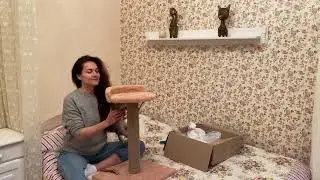 Купили котейке подарок