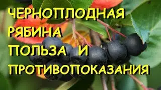 Черноплодная рябина лечебные свойства и противопоказания.