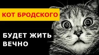 КОТ БРОДСКОГО ТАКОГО НЕ ОЖИДАЛ! Ретушь кота и хозяина