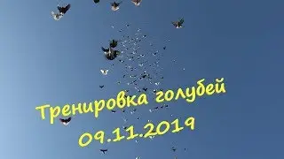 Тренировка голубей 09.11.2019