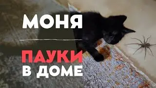 БОЛЬШИЕ ПАУКИ В ДОМЕ. МОНЯ. ПОКУПКИ. ПОЗДНИЕ ПЕРЕСЕЛЕНЦЫ.
