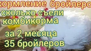 Сколько надо комбикорма бройлерам для выращивания до 60 дней. Кормление бройлеров комбикормом Пурина
