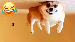 Funniest Animals On The Internet 😂🐶 try not to laugh