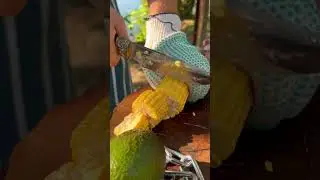 Домашний скорпион, который может ВСЁ 🦂 
