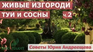 Хвойные изгороди. Туи Брабант, Смарагд, бордюр из шаровидных туй и горных сосен. Сад в Ленобласти.