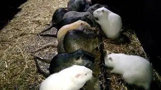 В каком возрасте лучше забить нутрию на мясо?