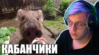 ПЯТЕРКА ЗАЛИП НА ВИДЕО ПРО КАБАНЧИКОВ
