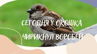 Сам себе Эдельвейс - Сегодня у окошка чирикнул воробей ПЛЮС (Детские песни караоке) ПАСХА