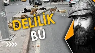 BAŞIBOŞ KÖPEK SORUNU ve KANUNU