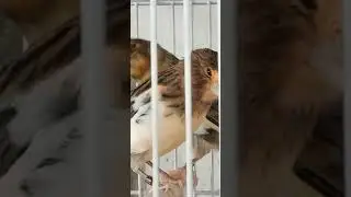 прошла неделя . португальские арлекины. птенцы.