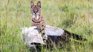 Serval – Flying Cat that Attacks Birds and Hunts SNAKE!