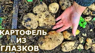 Урожай КАРТОШКИ В ЯЩИКАХ. Картофель из ГЛАЗКОВ.