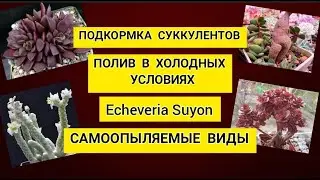 Ответы на ваши вопросы.Подкормка, полив в холодных условиях, эхеверия суен, самоопыляемые виды.