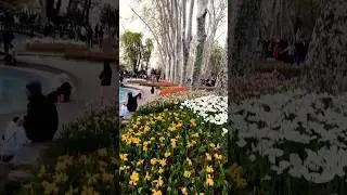 flowers 🌺 #flowers #tahirgulvlogs #tahirgul #istanbulpark #gülhane