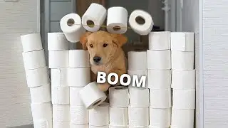 My Dogs React to The Toilet Paper Challenge