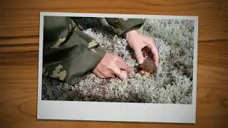 Песня про белые грибы (боровики). Шишкинский бор. Подосиновский рн. авг 2020
