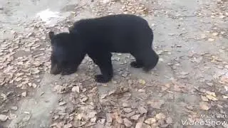 Как медведь просит есть