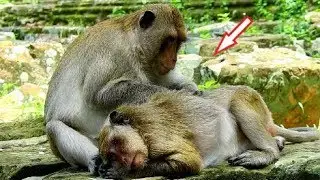 Wow! Pregnancy Popeye Is Tired & Sleepy, Male Monkey Groom Her.