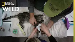 A Kitten Gets a Splint | Heartland Docs, DVM