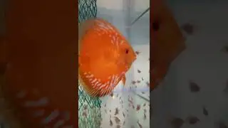 Дискусы и дискусята