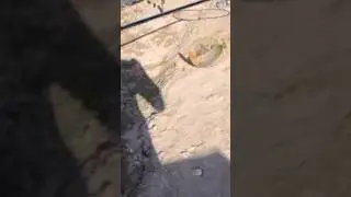 МЕЛОДИЯ САЗАН 22.07.2024г РЫБАЛКА #shortsyoutube #fishing #видеорыбалка