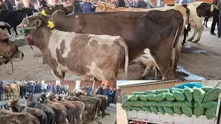 Водил мол бозори нархлари
