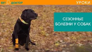 Сезонные болезни у собак