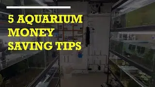 5 Aquarium Money Saving Tips (Shrimps)