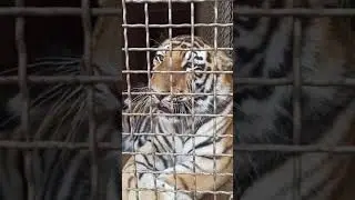 В Минэкологии рассказали про состояние тигров из фуры в Нур-Султане