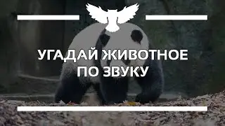 КВИЗ: УГАДАЙ ЖИВОТНОЕ ПО ЗВУКУ