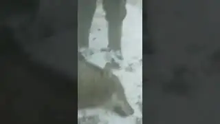 Якутский ужасный огромный волк🐺весом 115 кг / охотники сказали что это ещё средний молодой волк