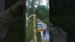 цветная вощина 4ч