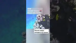 Египет 🇪🇬 Шарм-эль-Шейх.  обзор рифа Kiroseiz #египет #шармэльшейх