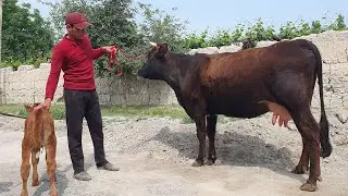 Aka Ukalarga Sigirni Udarlari Keldi 