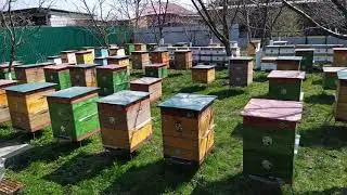 Обработка отваром полыни и хвойным экстрактом.