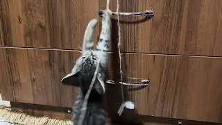 Silly Little Kitten Antics (That Are Actually Horrifying)