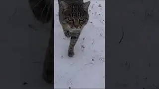 Кот дрифтун / Driftoon cat