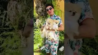 Yılmaz Morgül'den sokak köpeklerinin uyutulmasına tepki: Beni de uyutun