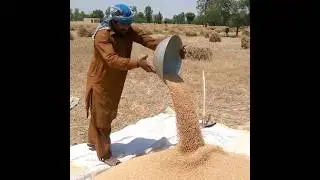 wheat thresher machine warking