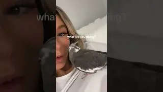 sleepy cockatiel meme 
