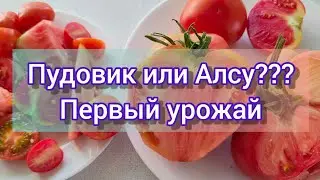 🍅Битва тяжеловесов 🍅// Первые плоды// Сорта томатов для раннего урожая