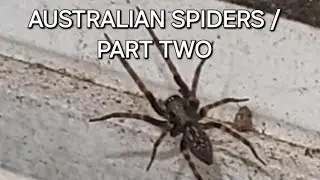 AUSTRALIAN SPIDERS / PART TWO 🇦🇺🪃🕷🕸