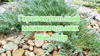 Можжевельник горизонтальный blue chip Блю Чип