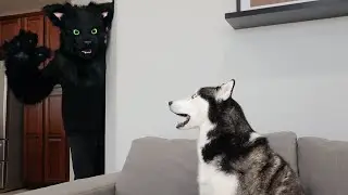 Husky Pranked By Cat Mask!