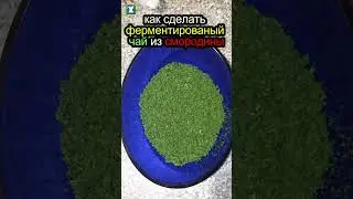 🔥как сделать ферментированный чай из смородины🍓  