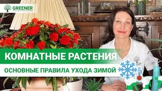 КОМНАТНЫЕ РАСТЕНИЯ ЗИМОЙ. Как ухаживать правильно?  Основные правила ухода!